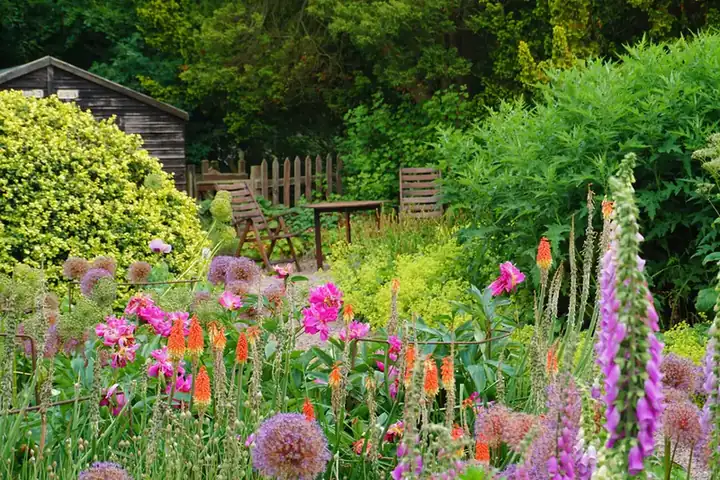Densely planted mixed border with alliums, foxgloves and kniphofia, designed for successional colour