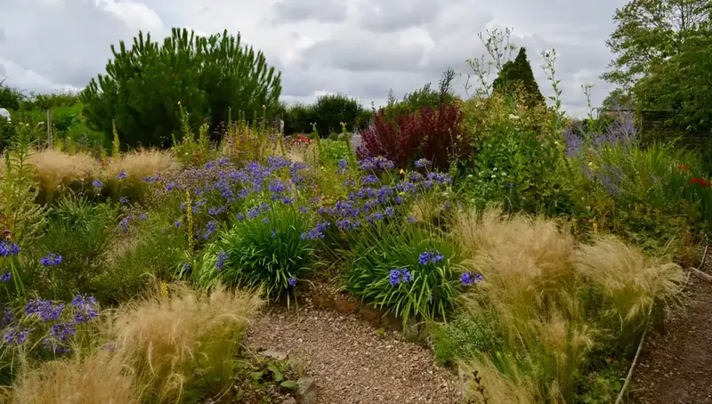 Naturalistic gravel garden planted with ornamental grasses, agapanthus and drought-tolerant perennials