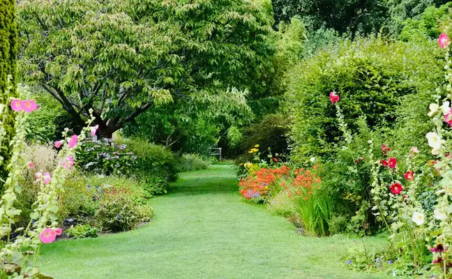 Mown grass path curving between full herbaceous borders with hollyhocks and crocosmia