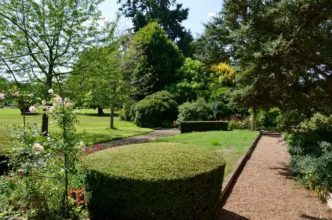 Mature garden with clipped topiary, striped lawn and gravel path beneath established trees